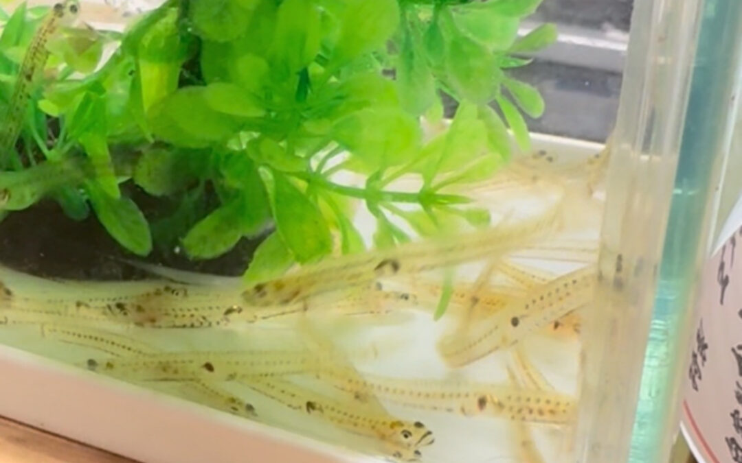 活いさざ踊り食い＠練馬/桜台/海鮮/肉/居酒屋/活いさざ踊り