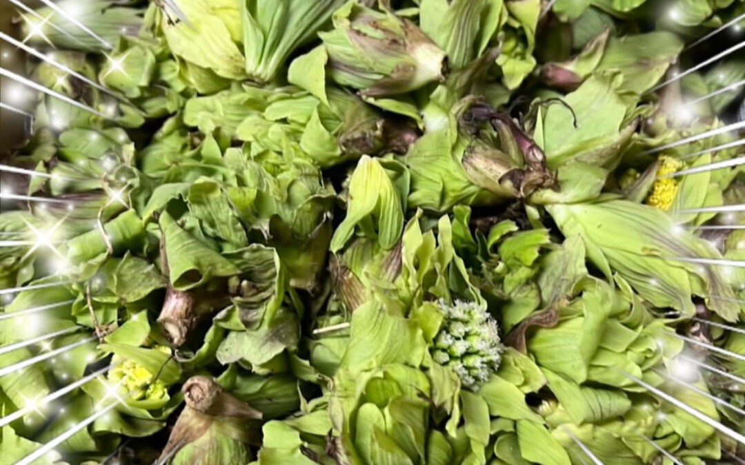 蕗のとう＠練馬/桜台/海鮮/肉/居酒屋/蕗のとう